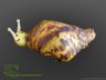 Achatina reticulata albino - 